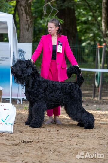 Русский черный терьер щеночки