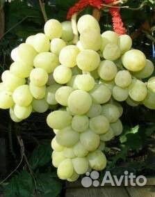 Саженцы винограда