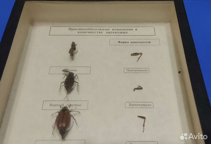 Пособие наглядное биология насекомые