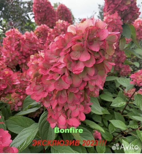 Гортензия Бонфаер