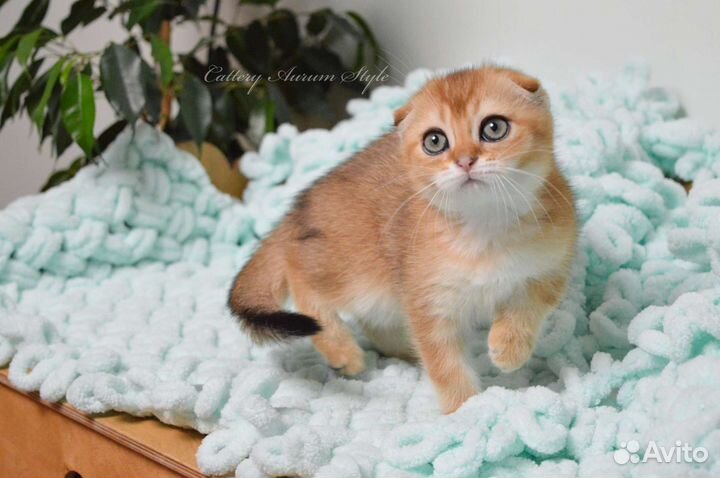 Шотландский вислоухий мальчик золотого окраса