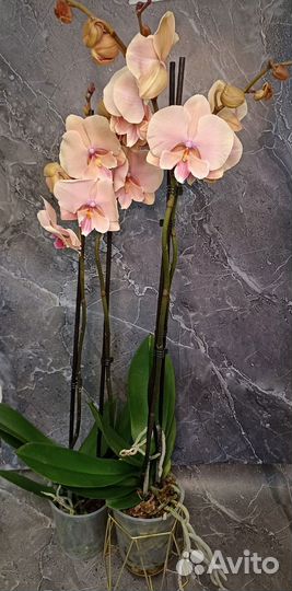 Орхидея фаленопсис Осенний ветер биг лип