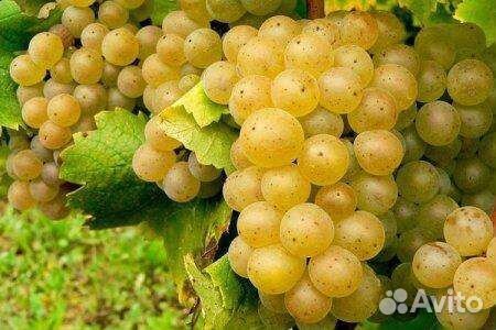 Виноград винных сортов