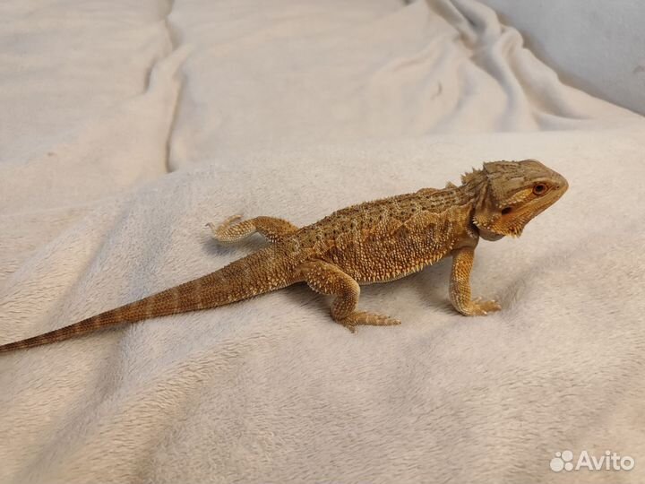 Бородатая агама самец
