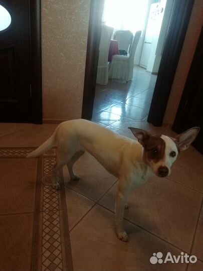 Верный друг в добрые руки