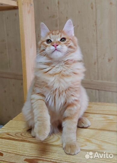 Котята курильские Бобтейлы