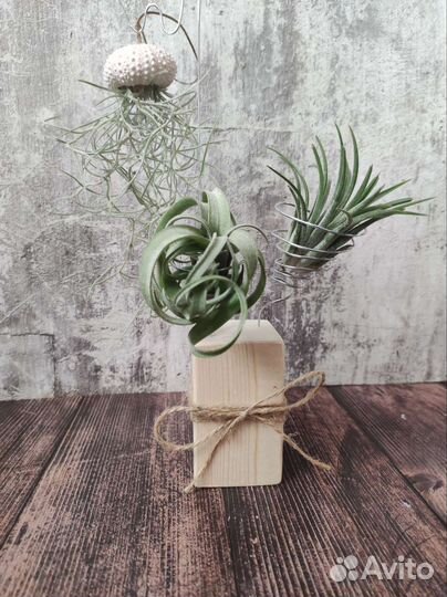 Набор тилландсий на подставке