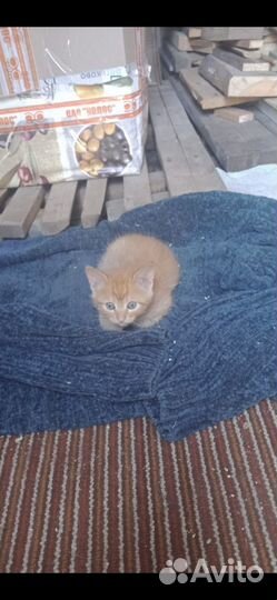 Котята в добрые руки, мальчики