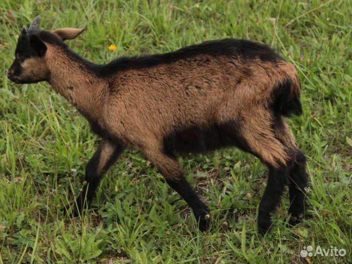 Козочки и козлята