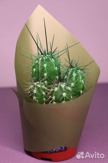 Эхинокактус