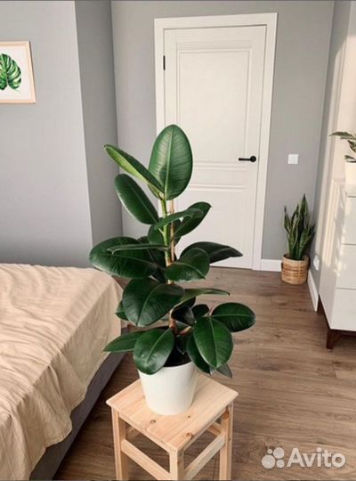 Фикусы каучуконосные