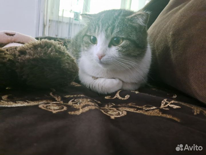 Кошки в дар бесплатно (породистые)