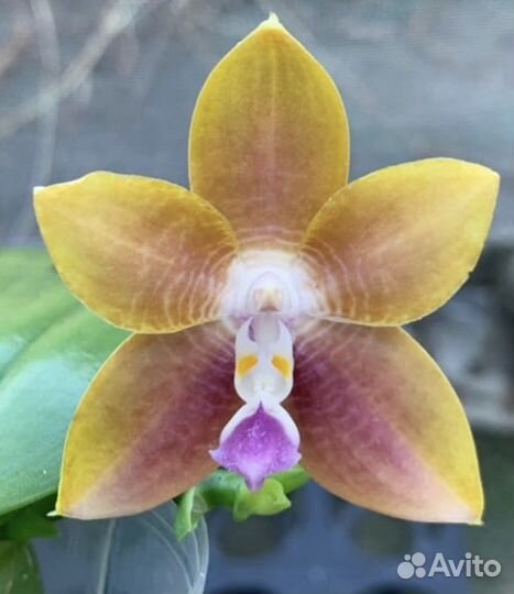 Орхидея цветет mituo Princess’ Black Beauty ‘x P