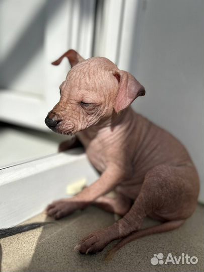 Ксолоитцкуинтли мексиканская голая