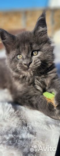 Котята мейн-кун