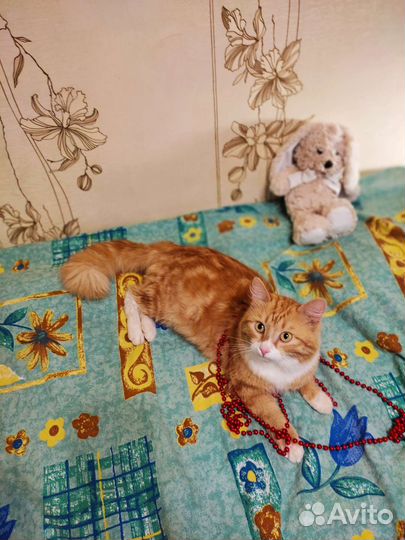 Котик в добрые руки