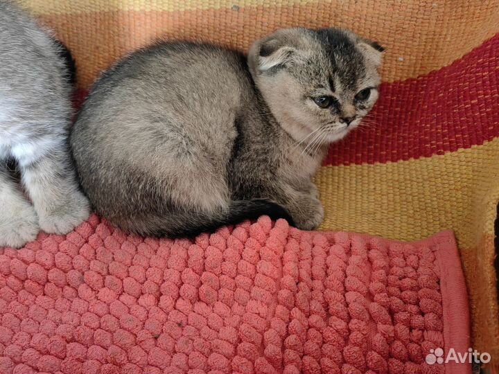 Шотландские вислоухие котята