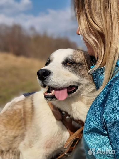 Очень ласковый пёс мечтает о семье