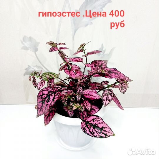 Гипоэстес