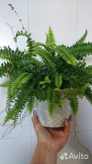 Папоротник 