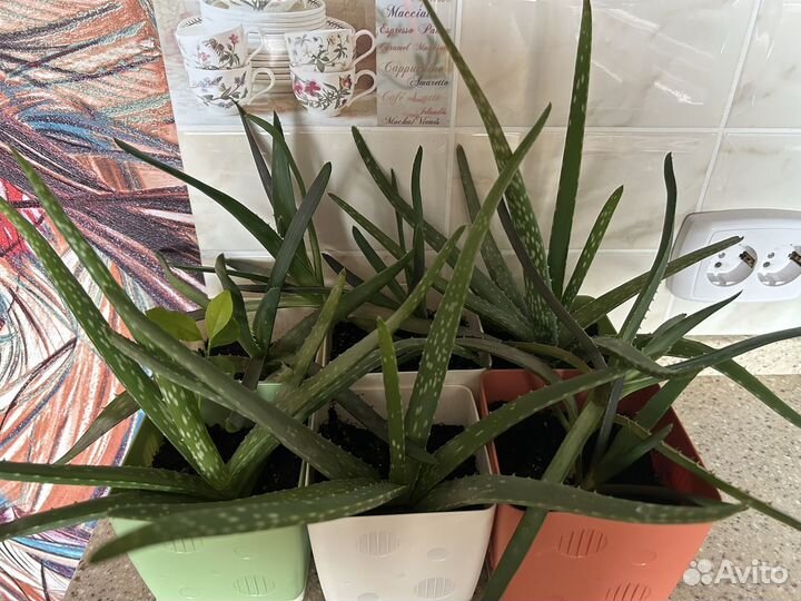 Алоэ вера растение