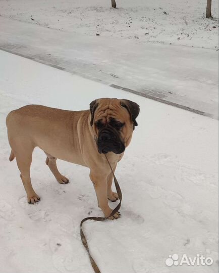 Бульмастиф Вязка