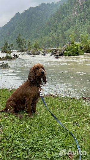 Выгул собак