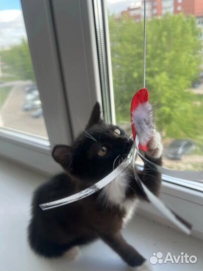 Котенок