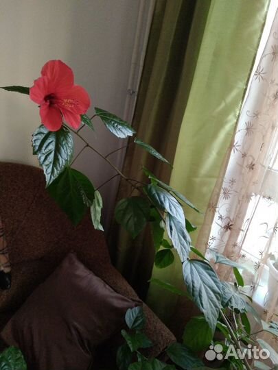 Цветущая китайская роза, Гибискус, рэо