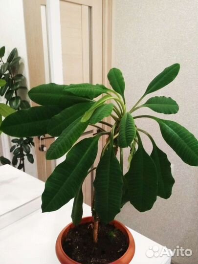 Молочай ребристый