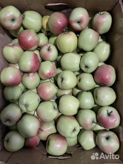 Яблоки опт розница