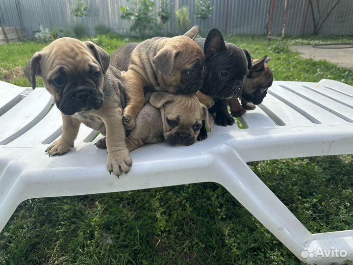 Щенки Французский Бульдог