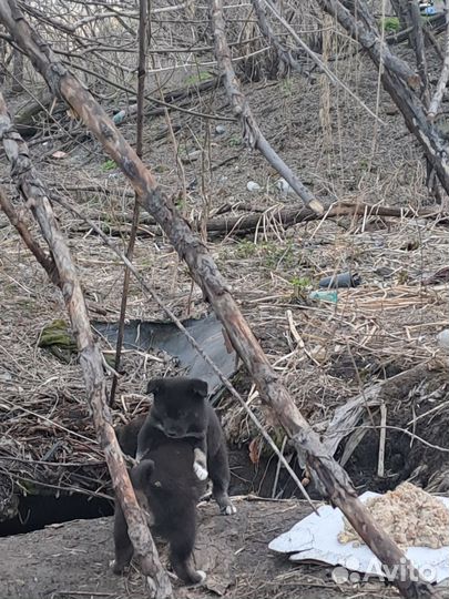 Двортерьер