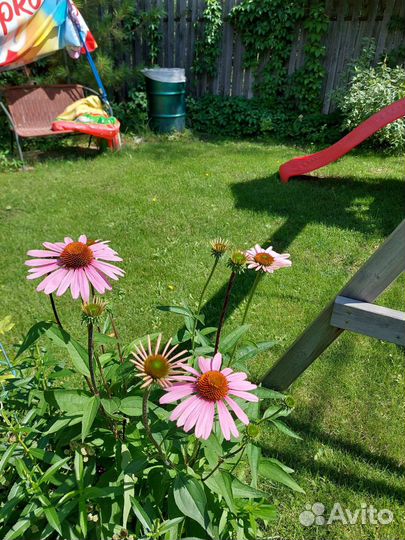 Эхинацея пурпурная