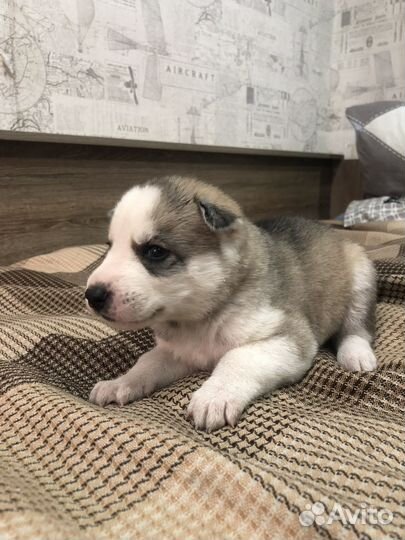 Щенки сибирской хаски