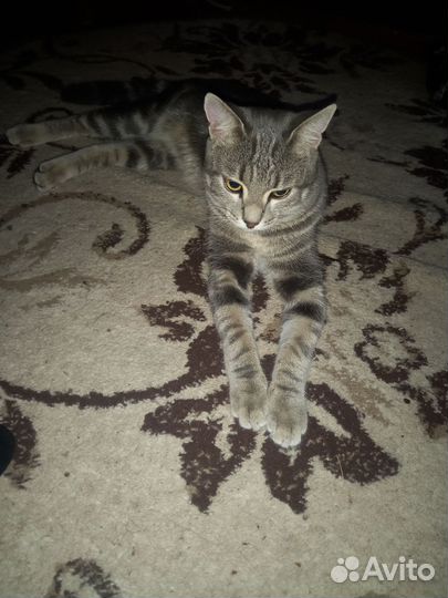 Кот на вязку