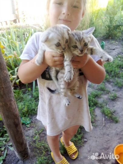 Шотландская