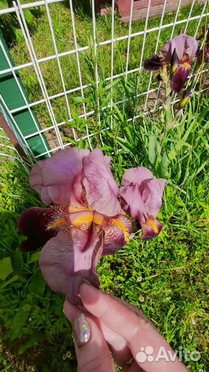 Многолетние цветы для сада