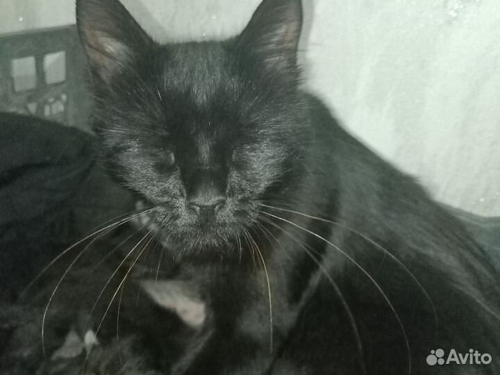 Даром кошку