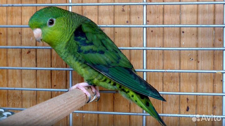 Толстоклювый попугай Катарины