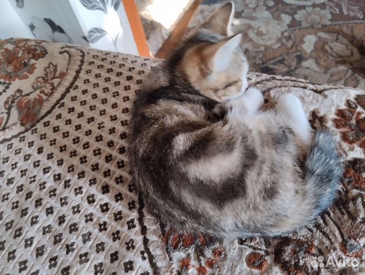 Кошка породы бобтейл-помесь британец