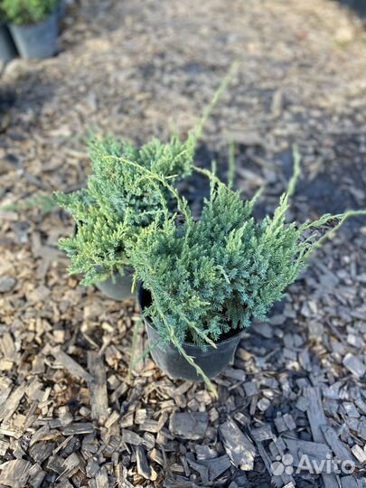 Можжевельник