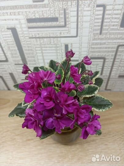 Сортовые фиалки мини