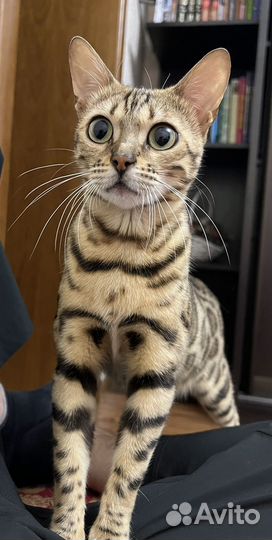 Бенгальская