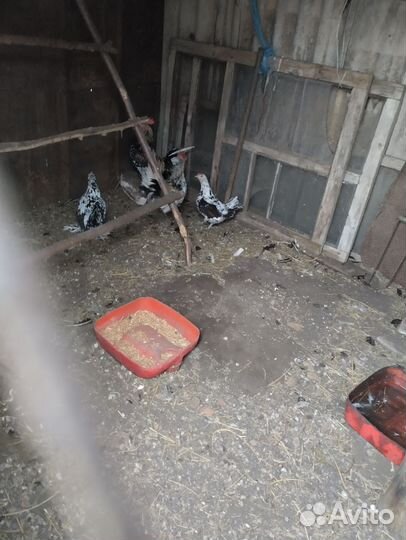 Молодые петухи