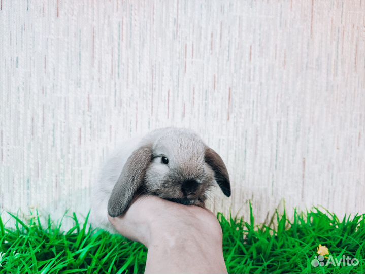 Супер мини карликовый кролик - очень редкий