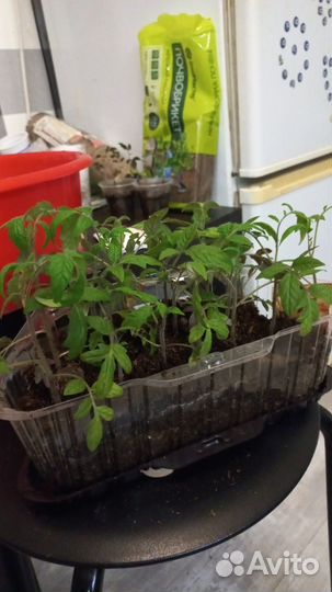 Рассада помидор, перцев, огурцов, баклажан