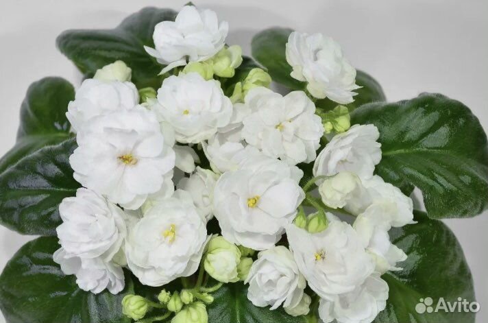 Сортовые фиалки