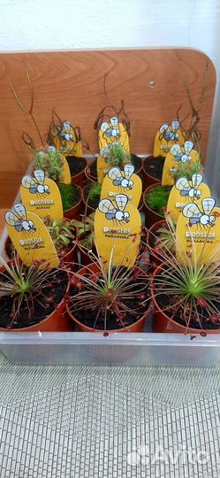 Хищные растения