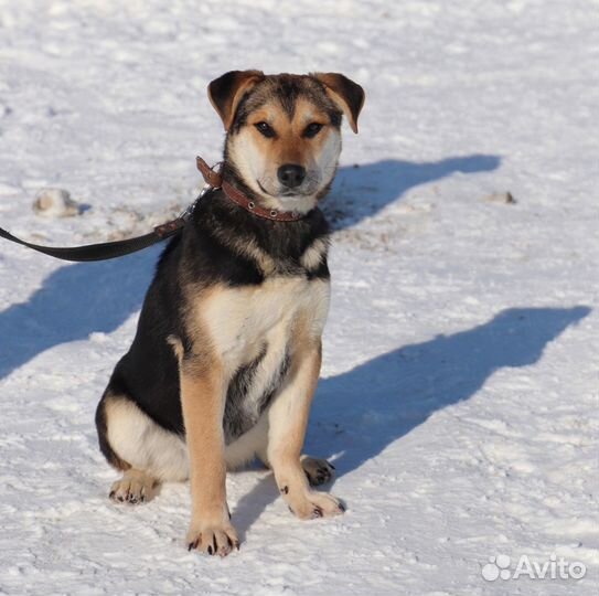 Собака Афина в добрые руки